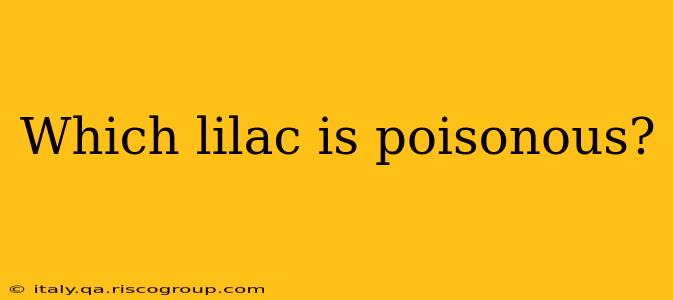 Which lilac is poisonous?