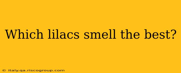 Which lilacs smell the best?