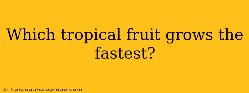 Which tropical fruit grows the fastest?