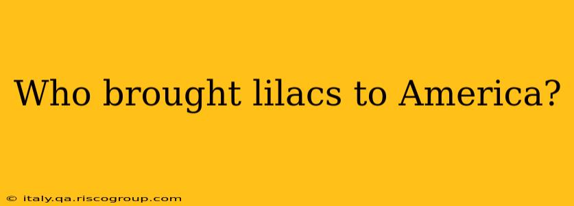 Who brought lilacs to America?