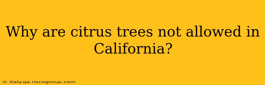 Why are citrus trees not allowed in California?