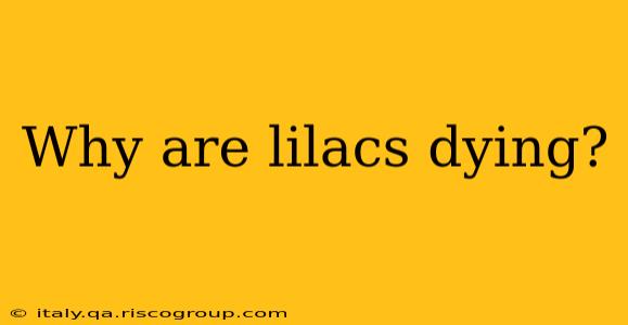 Why are lilacs dying?