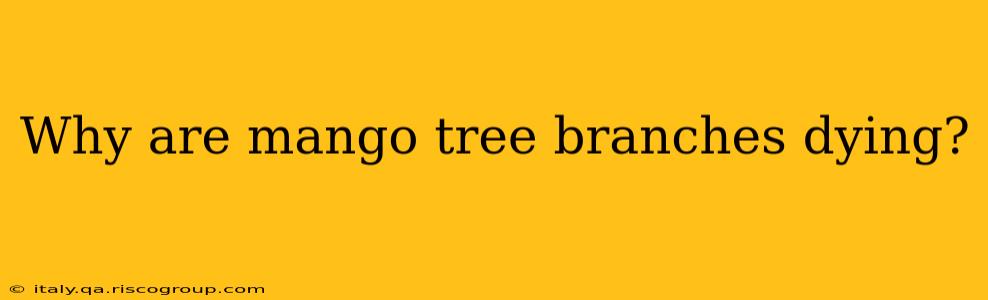 Why are mango tree branches dying?