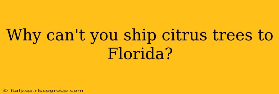 Why can't you ship citrus trees to Florida?