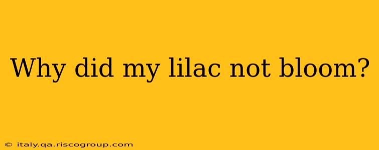 Why did my lilac not bloom?
