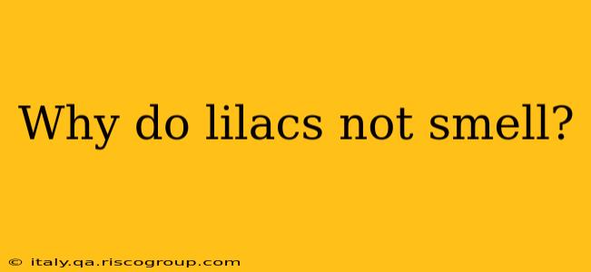 Why do lilacs not smell?