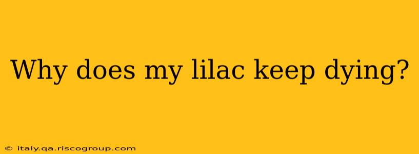 Why does my lilac keep dying?