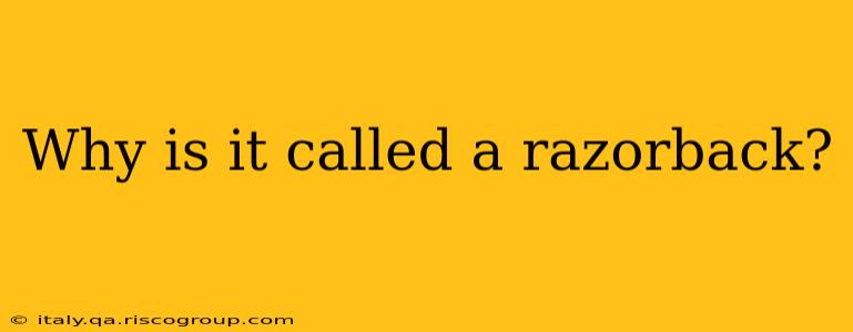 Why is it called a razorback?