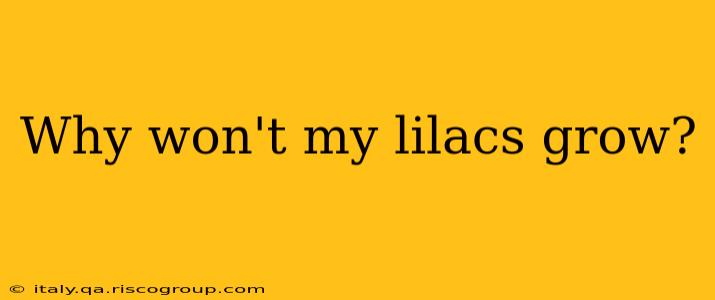 Why won't my lilacs grow?