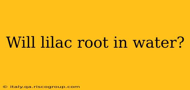 Will lilac root in water?