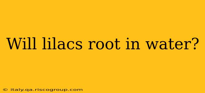 Will lilacs root in water?